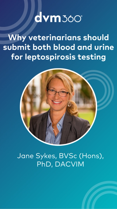 Why veterinarians should submit both blood and urine for leptospirosis testing