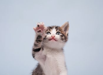veterinary-cat-on-blue-background-450px-shutterstock-138482216.jpg