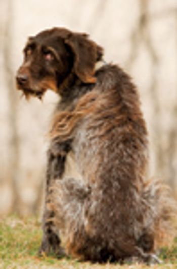 veterinary_old_dog-676645-1384277190136.jpg