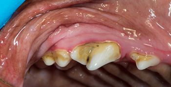 veterinary_Bellows_fix_1a_rev_450.jpg