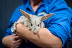Veterinary scene Down Under: Online resource for finding a credentialed dog breeder, plus animal health data app and more 