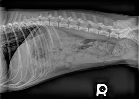 Skills Laboratory: How to perform a positive contrast gastrointestinal ...
