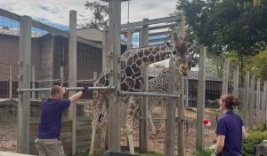 Giraffe with zookeepers
