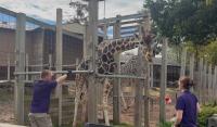 Giraffe with zookeepers