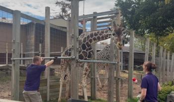 Giraffe with zookeepers