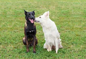 veterinary-dogs-kissing-licking-kiss-lick0AdobeStock_99369540_450.jpg
