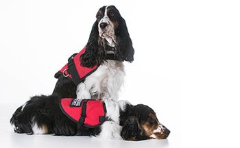 veterinary-dog-service-animals-dogs-AdobeStock_81361417-450.jpg