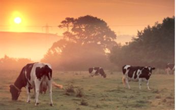 DVM_veterinarynews_cowfood_flash.s-int-535829-1384674101448.jpg