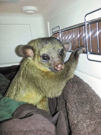 veterinary_kinkajoo_engl_450px.jpg