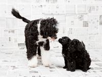 veterinary_housetraining_97360779-732401-1384184171380.jpg