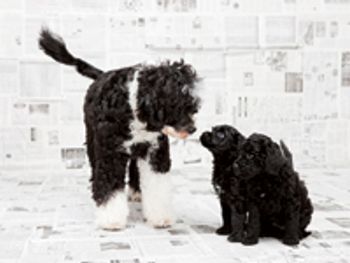 veterinary_housetraining_97360779-732401-1384184171380.jpg