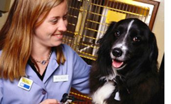 DVM_veterinarynews_sterilization_flash.s-int-560586-1384665076166.jpg
