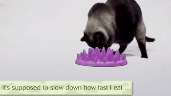 veterinary-catch-feeder.gif