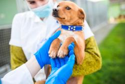 Humane Society Veterinary Medical Association announces 2023 Compassionate Care Veterinary Student Scholarships