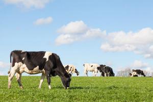 Beefing up the data: Study detailing dynamic use of sexed semen and beef semen in dairy cow breeding