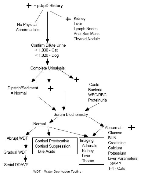 Clinical approach to polyuria (Proceedings)