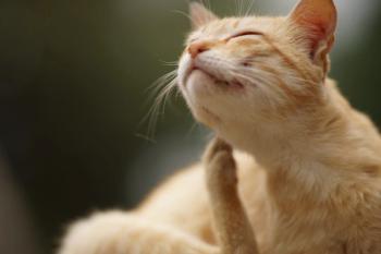 Good flea control is good tapeworm control, veterinarian tells Fetch attendees