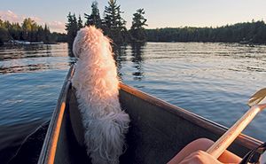 veterinary_dog_boat_canoe_152887825-450.jpg