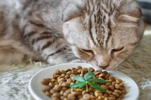 Product comparison in an unregulated industry: Hemp