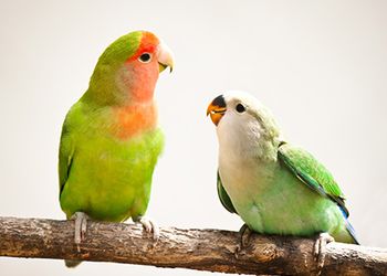 veterinary_retailrevolution_zoonosis_birds_450.jpg
