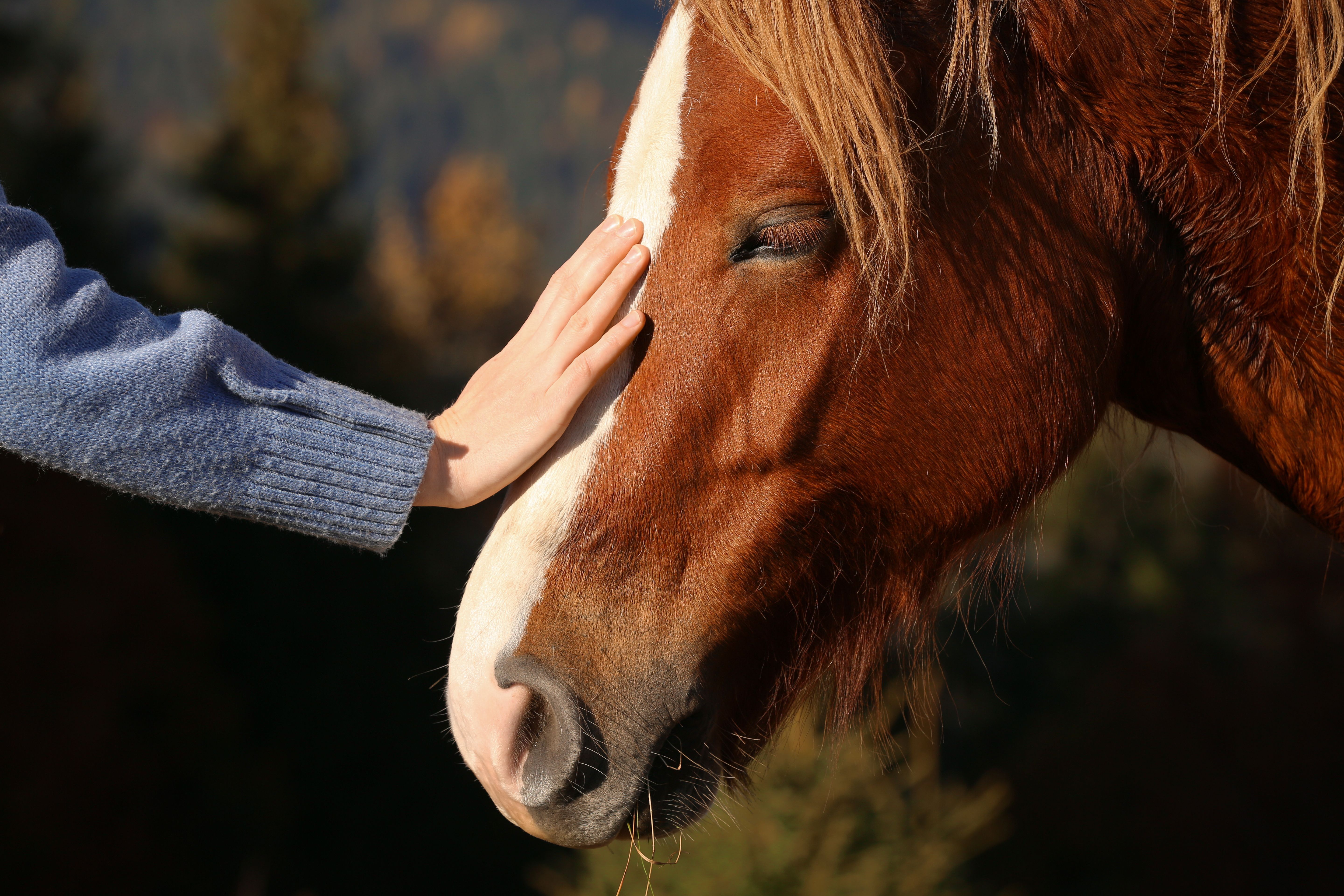 equine skull fractures and wounds