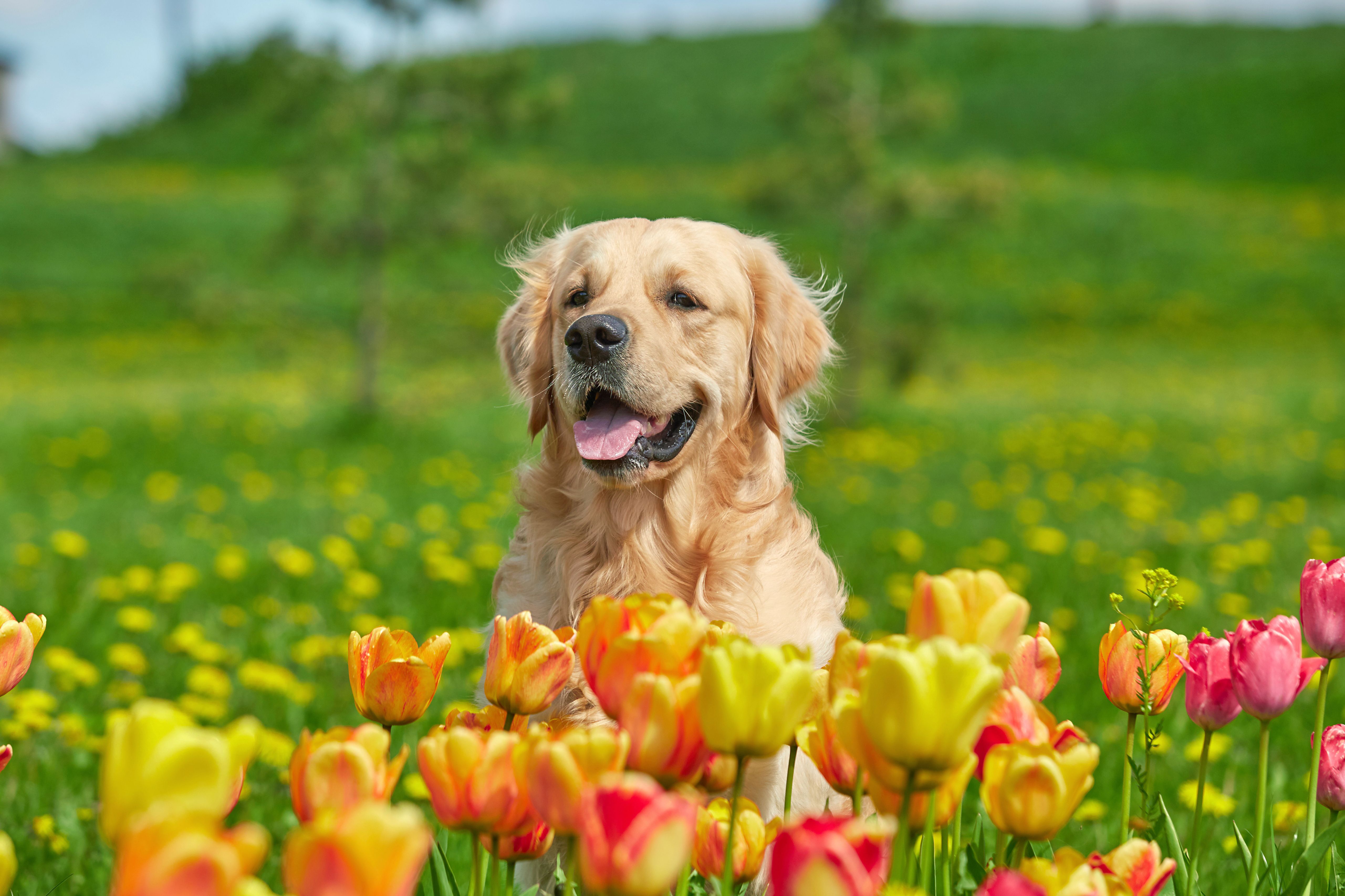 Expert shares pet care tips for springtime