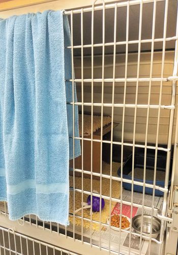 Enriched_Cat_Space450.jpg