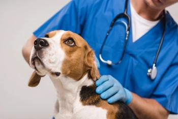 Pet cancer awareness; dog getting exam