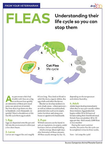 veterinary-flea-life-cycle-450px.jpg