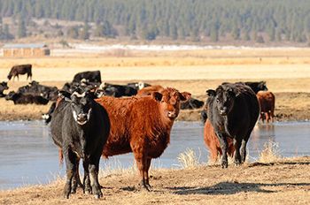 veterinary-cows-pond-shutterstock_179726540_450.jpg