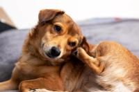 Overcoming patient and client barriers in dermatology