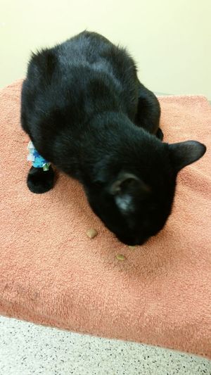Cat5450.jpg