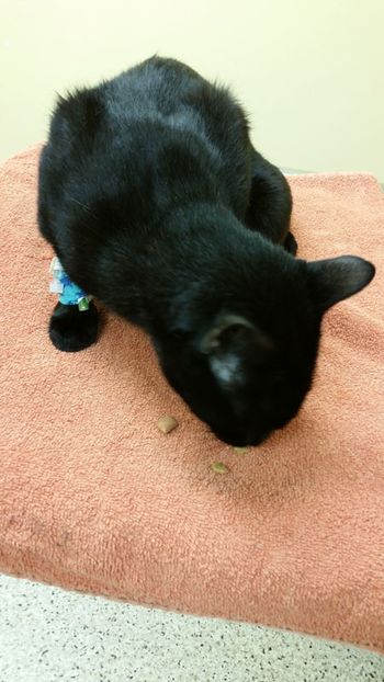 Cat5450.jpg