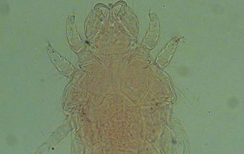 380240Figure-2--Zoonotic-Quiz_flash-642420-1384409123213.jpg