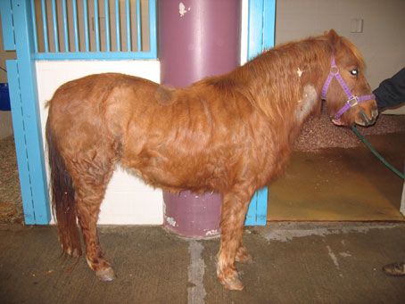 JohnsonHorse454x341-681465-1384218815768.jpg