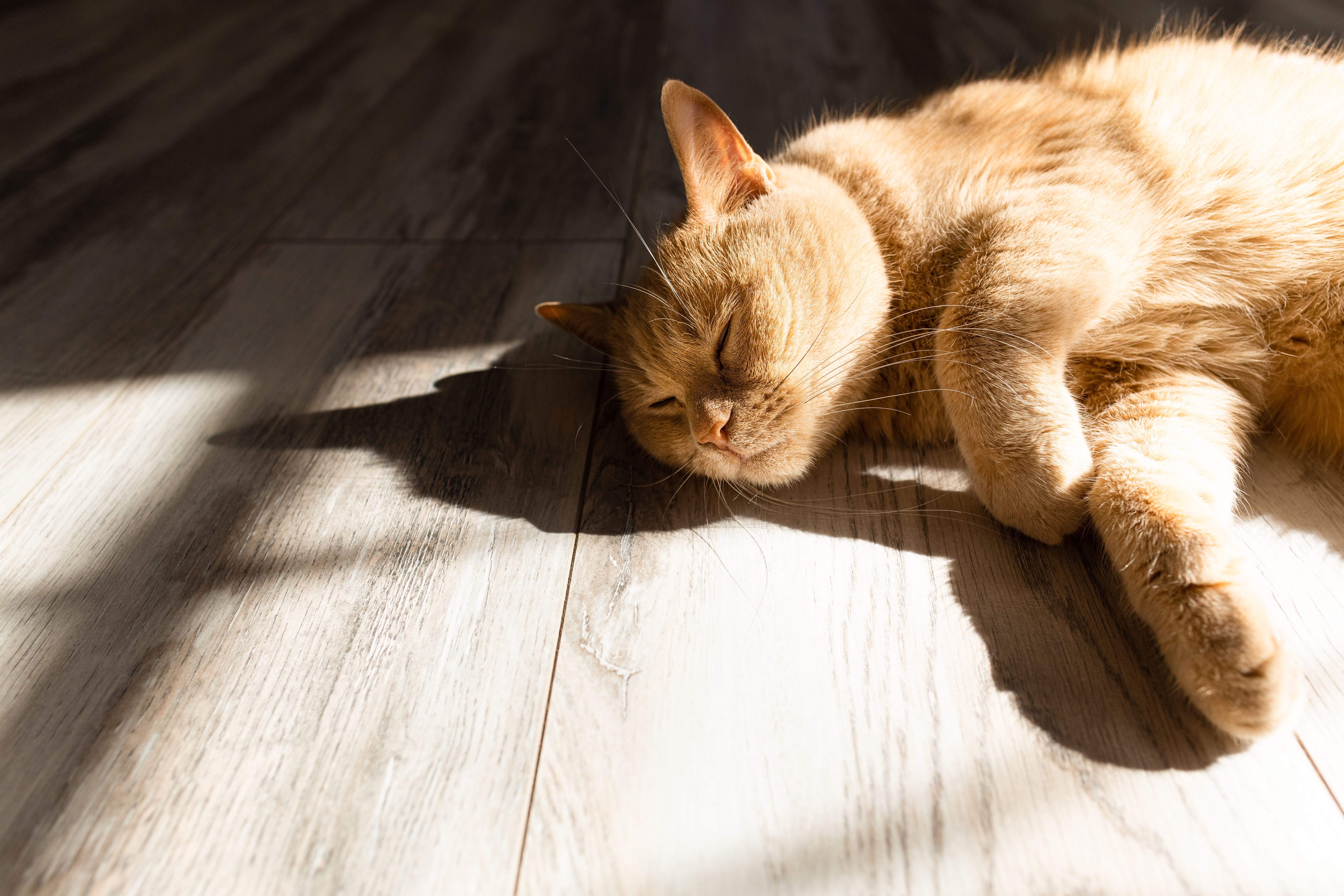 Photo: Oleg Opryshko/Adobe Stock