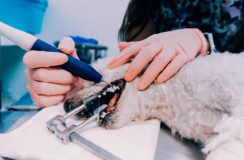 Pet dental
