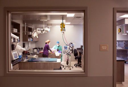 veterinary-WheatRidgeAnimalHospital_Dental_Suite-450px.jpg