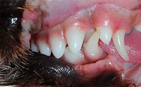 The ABCs of veterinary dentistry: 'R' is for retained, primary ...