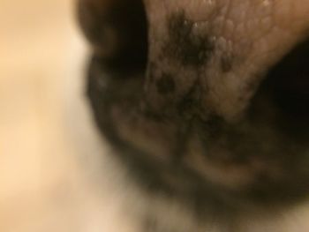 dognose450.jpg