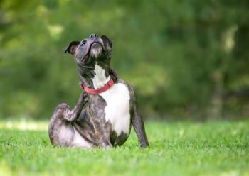 Photo: Mary Swift/Adobe Stock