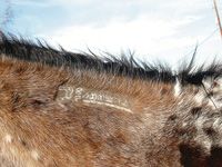 Identifying Thoroughbreds  The Horse