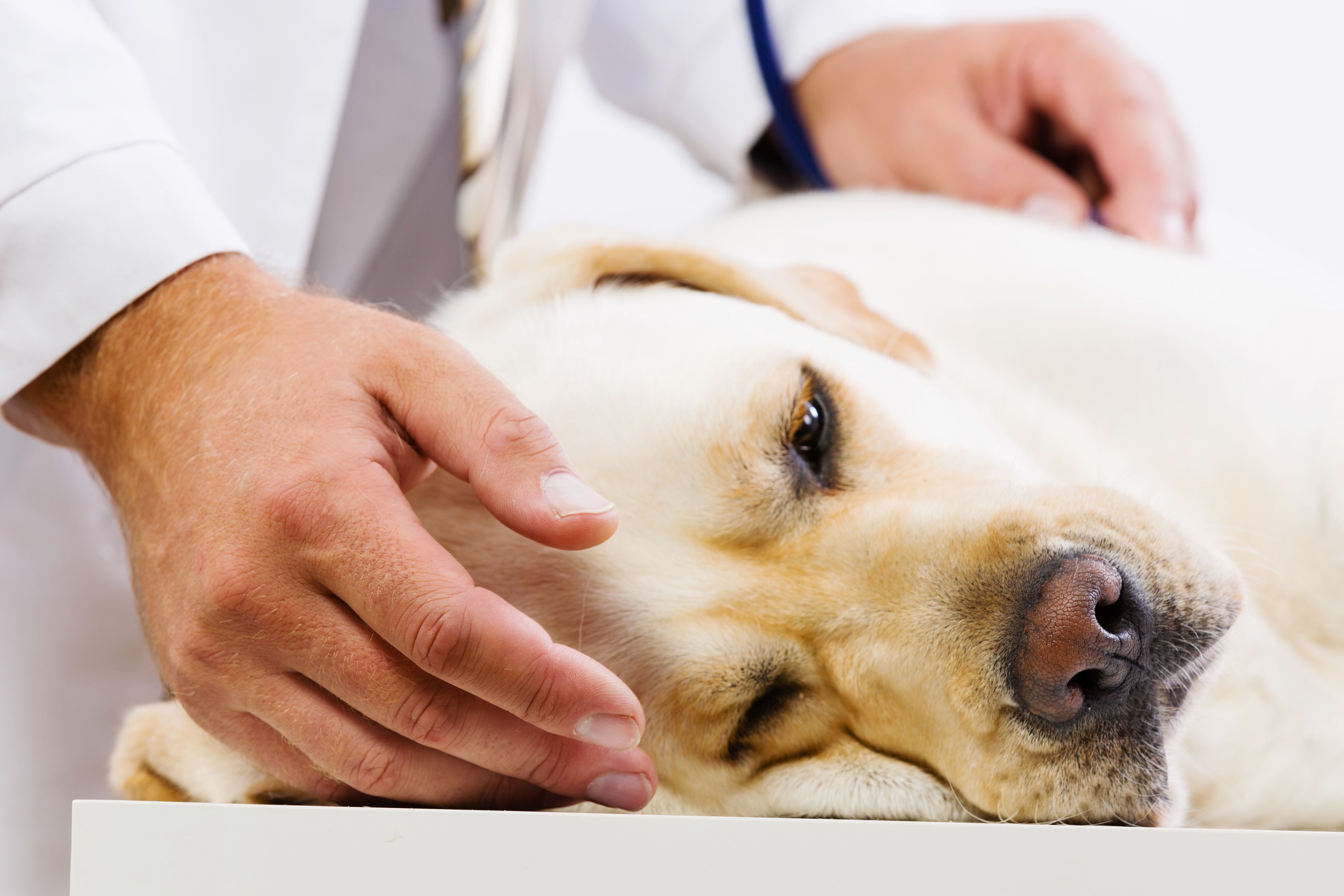 Проблемы с печенью у собаки. Ветеринария болезни собак.