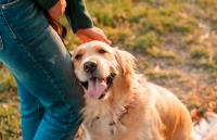 Matching relapsed lymphoma treatment to drug-response predictions tied to lower daily costs in dogs
