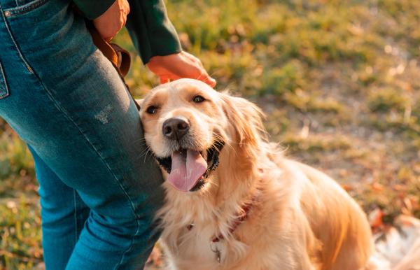 Matching relapsed lymphoma treatment to drug-response predictions tied to lower daily costs in dogs