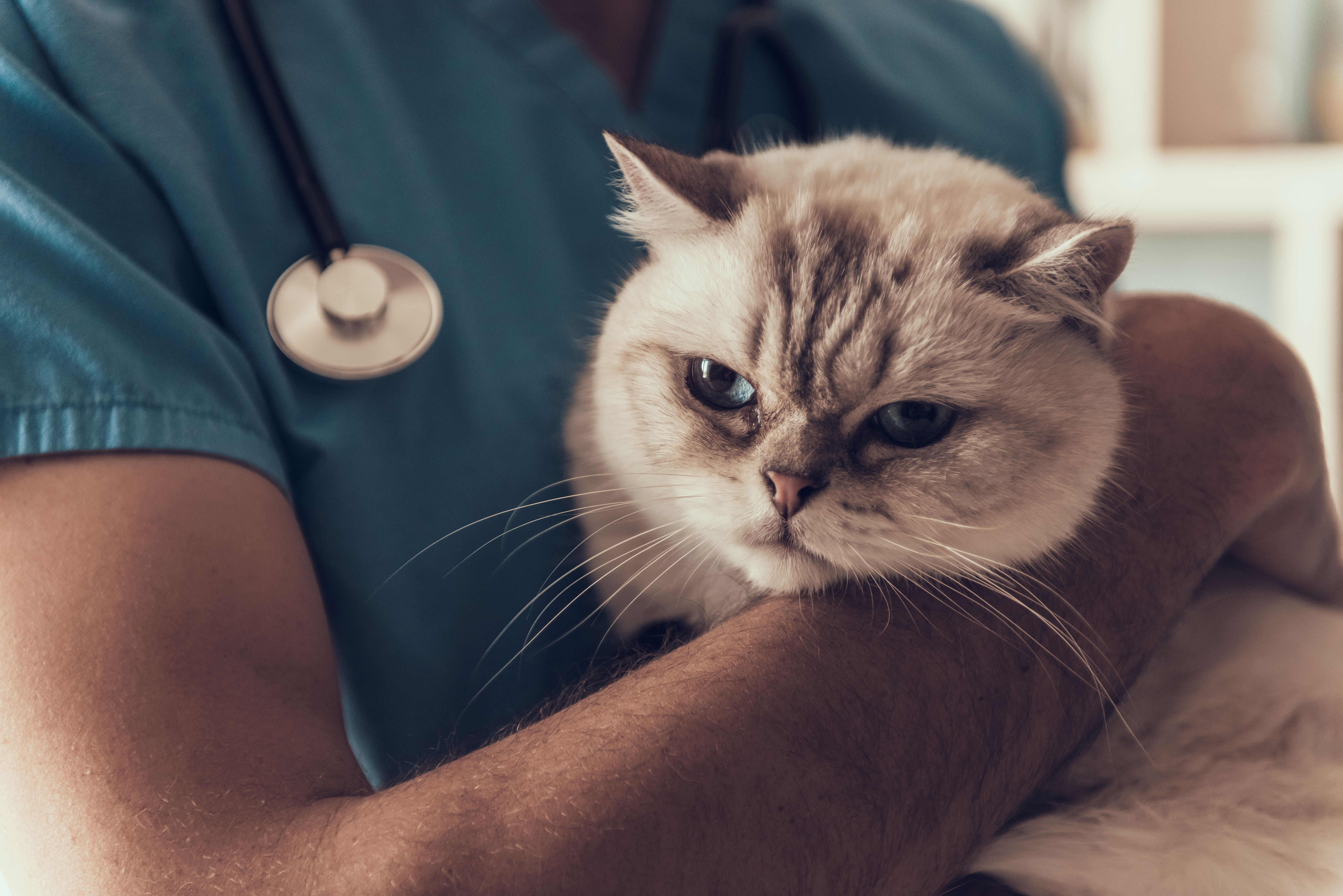 Mastering bad news delivery in veterinary medicine