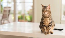 FDA conditionally approves first drug for anemia in cats