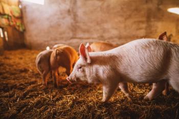 FDA pilot aims to shorten residue method requirements for food-animal drugs