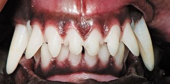 veterinary_Bellows_1115_Fig1B_450px.jpg