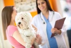 New oral vaccine is launched for prevention of 2 canine respiratory pathogens